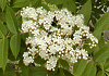 七竈 Sorbus commixta