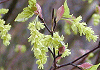 うりかえで Acer crataegifolium