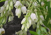 しゃしゃんぼ Vaccinium bracteatum