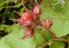えびがらいちご Rubus phoenicolasius