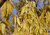 くぬぎ Quercus acutissima