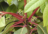 譲葉 Daphniphyllum macropodum