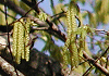 あさだ Ostrya japonica