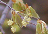 いぬぶな Fagus japonica