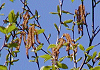 みずめ Betula grossa