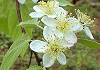 大裏白の木 Malus tschonoskii