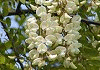 はりえんじゅ又はニセアカシア Robinia pseudo-acacia