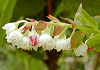 夏黄櫨 Vaccinium oldhamii