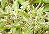 まてばしい Pasania edulis