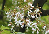 藤木 Cladrastis platycarpa