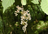 深山ほうそ Meliosma tenuis