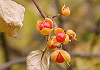つる梅もどき Celastrus orbiculatum