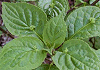はないかだ Helwingia japonica