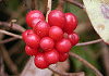 さねかずら Kadsura japonica