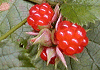 冬苺 Rubus buergeri