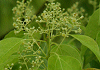 くすのき Cinamomum camphora