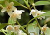 さかき Cleyera japonica
