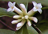 胡椒の木 Daphne kiusiana