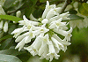 いぼたのき Ligustrum obtusifolium