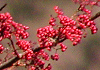 玉水木 Ilex micrococca