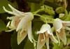 むべ Stauntonia hexaphylla