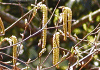 ひめやしゃぶし Alnus pendula