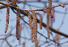 つのはしばみ Corylus sieboldiana