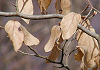 やまこうばし Lindera glauca