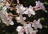 ちょうじがまずみ Viburnum carlesii