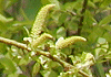 たちやなぎ Salix subfragilis