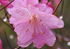 あけぼのつつじ Rhododendron pentaphyllum