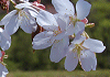 おおやまざくら Prunus sargentii