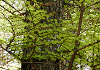 からまつ Larix leptolepis