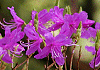 だいせんみつばつつじ Rhododendron