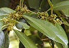 たらよう Ilex latifolia