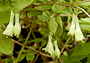 こうぐいすかぐら Lonicera ramosissima