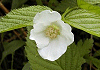 しろやまぶき Rhodotypos scandens