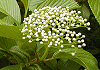 ごまぎ Viburnum sieboldii