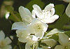 ばいかうつぎ Philadelphus satsumi