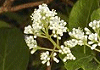 さんごじゅ Viburnum awabuki