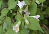 こつくばねうつぎ Abelia serrata