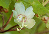 ばいかつつじ Rhododendron semibarbatum