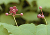 さわだつ Euonymus melananthus