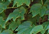 つた Parthenocissus tricuspidata