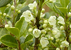 はいいぬつげ Ilex crenata