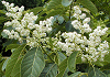 ちしゃのき Ehretia ovalifolia