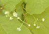 ふうりんうめもどき Ilex geniculata