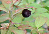 すのき Vaccinium smallii