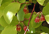 すのき Vaccinium smallii