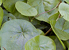 はすのはかづら Stephania japonica